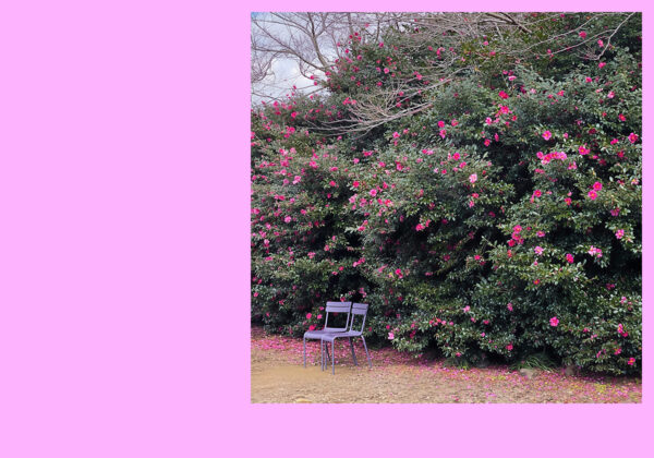 Camellia Hill, Jeju Island